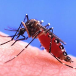 Электронные средства от комаров – незаменимый предмет на отдыхе.