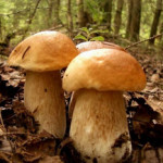Что нужно знать о грибах