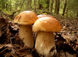 грибы съедобные